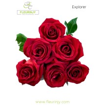 Roses Explorer